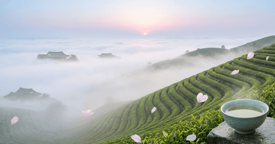 Coffret cadeau Prestige Illohyang Osulloc et dégustation de thé vert Ujeon Corée