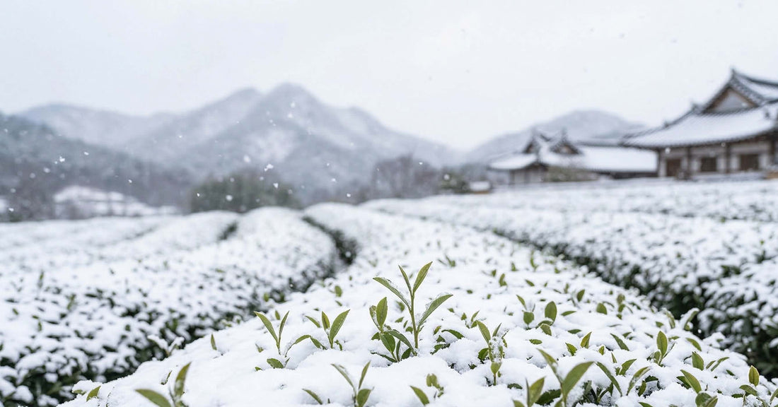 Le Miracle du Thé sous la Neige : Quand le Froid Forge l’Excellence