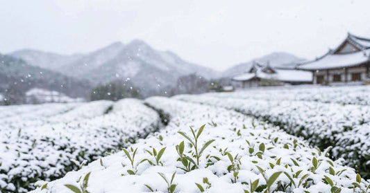 Le Miracle du Thé sous la Neige : Quand le Froid Forge l’Excellence