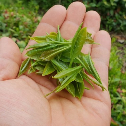 Thé Fermenté Sauvage Balhyocha Jaeksal de Hadong thé dans la main 