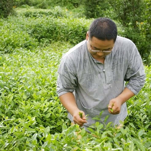 Thé Vert Sauvage Grand Cru Ujeon de Hadong recolte